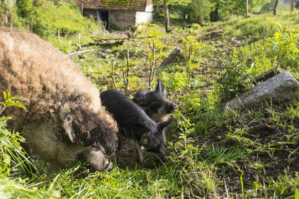 Mangalitza Wollschweine - eine gefährdete Nutztierart