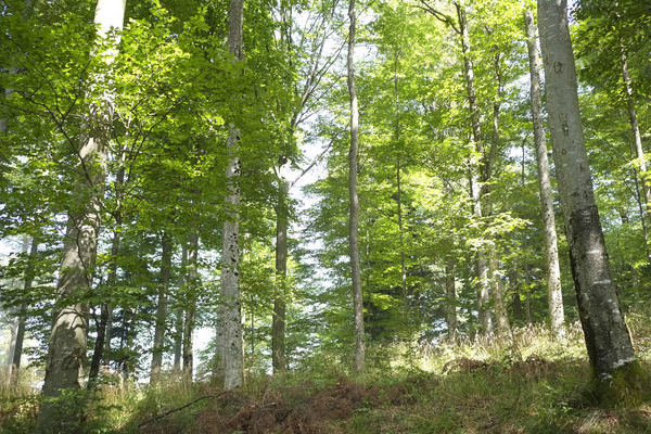 nachhaltige Waldwirschaft