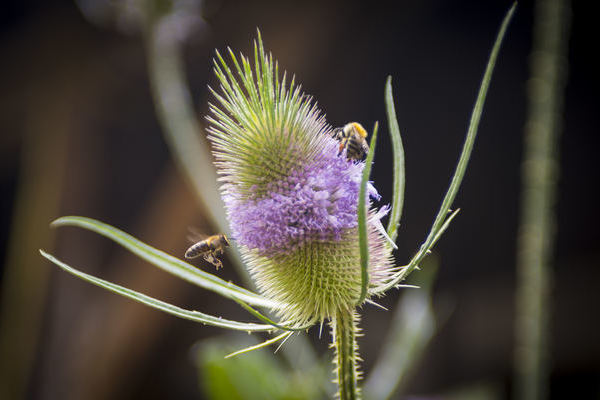 Bienen an der wilden Karde